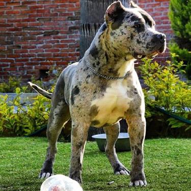 Bullypit24-7s Zombie White Walker sire Andrades Ares.jpg